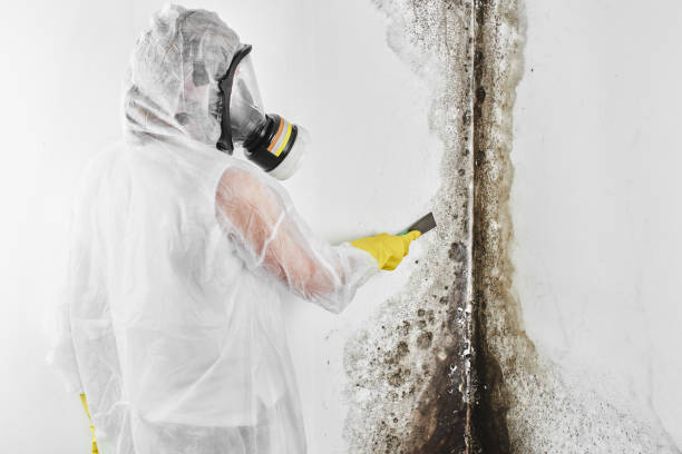 Best Crawl Space Mold Removal  in Shelby, MT