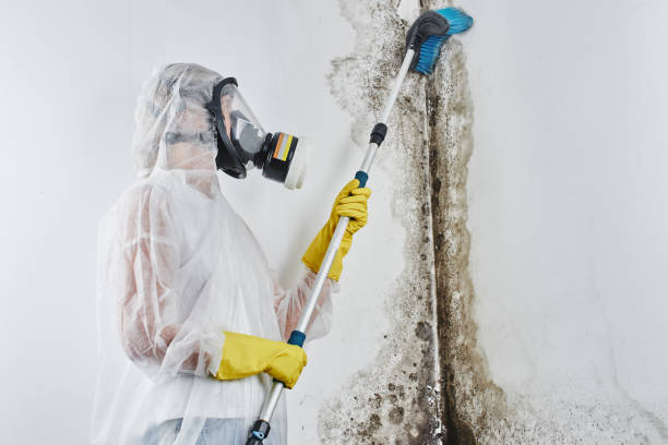Mold Testing and Removal in Shelby, MT