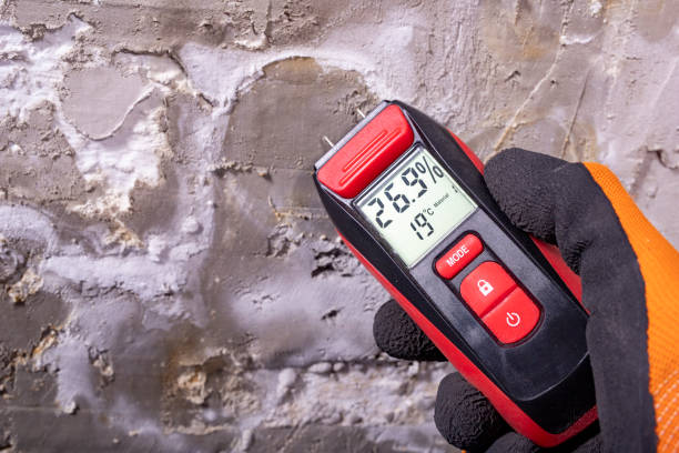 Best Mold Damage Repair  in Shelby, MT