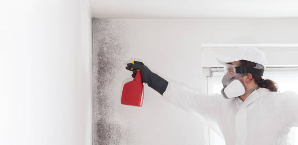 Best Certified Mold Removal  in Shelby, MT