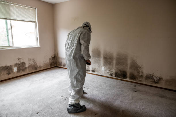 Best Professional Mold Removal  in Shelby, MT