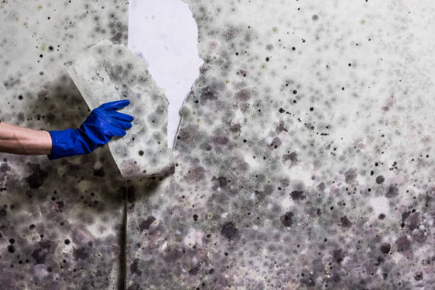Best Office Mold Removal Services  in Shelby, MT