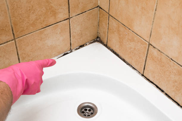 Best Residential Mold Removal  in Shelby, MT