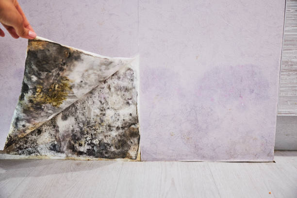 Best Mold Cleaning Services  in Shelby, MT